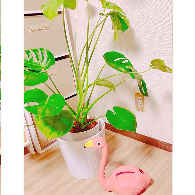 aiko_y_1120さんの実例写真