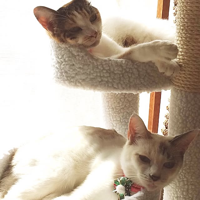 Akiさんの実例写真