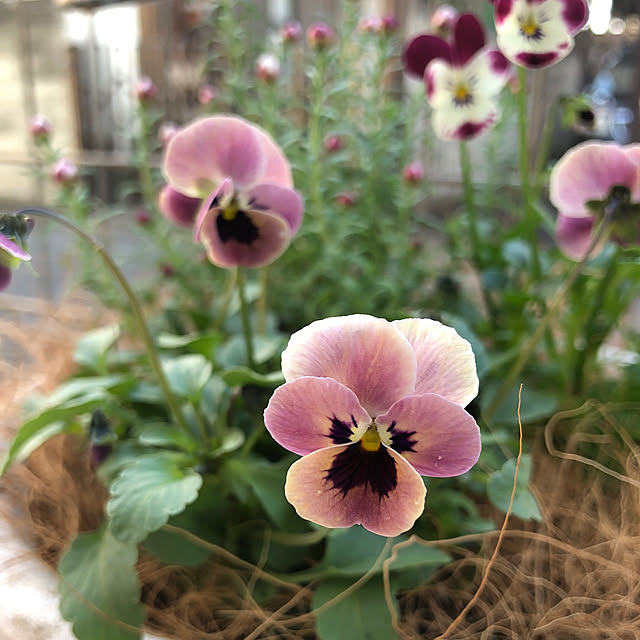 nakabaさんの実例写真