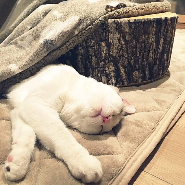 yumiさんの実例写真