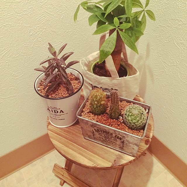 バス/トイレ/キャンドゥ/100均/多肉植物/観葉植物...などのインテリア実例 - 2016-03-05 22:45:17