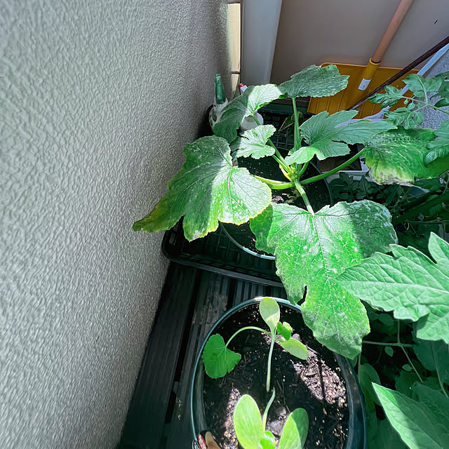 sumoanzuさんの部屋