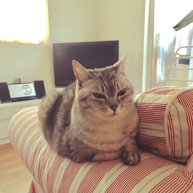 CHIEさんの実例写真