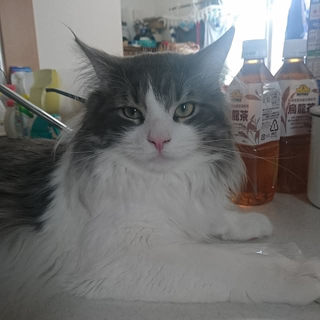 shinobuさんの実例写真