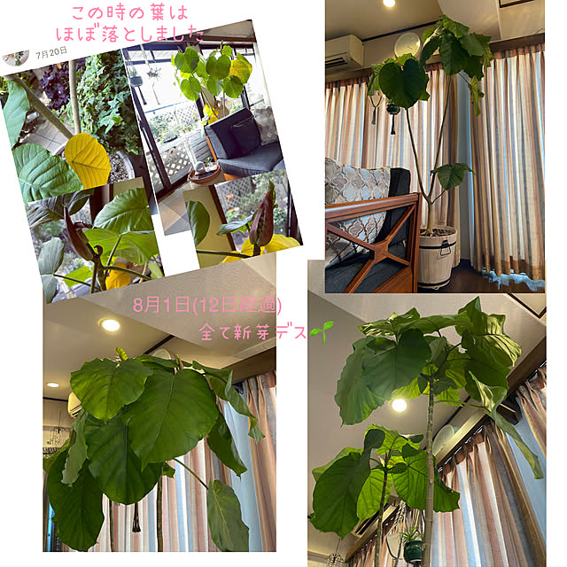momo_sanさんの実例写真