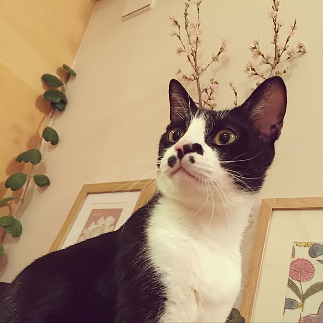 kachumomoさんの実例写真