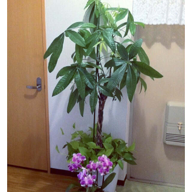 hanachanさんの部屋