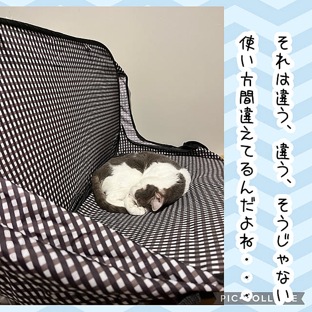 猫壱　ポータブルゲージ/れお6歳サバ白/賃貸でも諦めない！/ねこのいる日常/ねこと暮らす...などのインテリア実例 - 2023-07-02 14:22:16