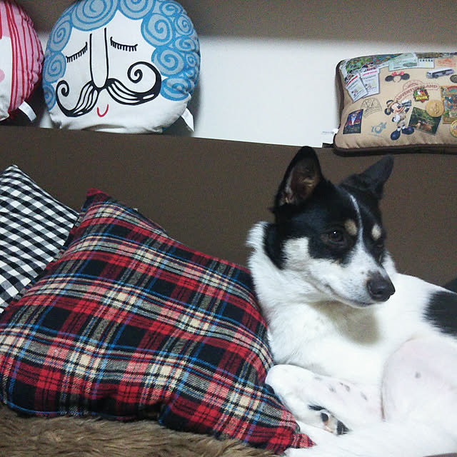 abibiさんの実例写真