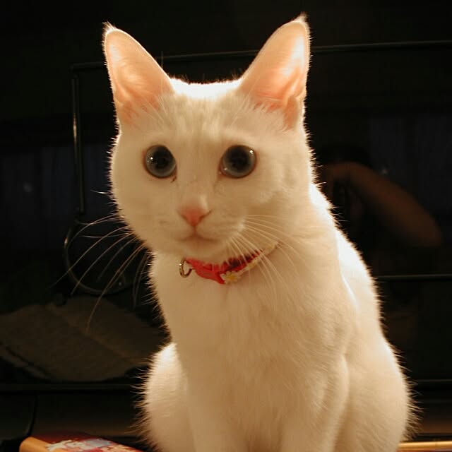 sakuraさんの実例写真