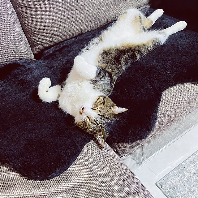 maimaiさんの実例写真