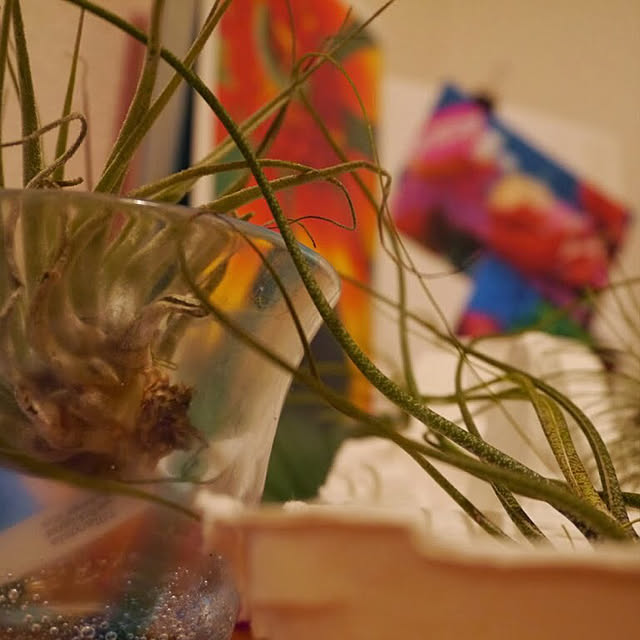 玄関/入り口/多肉植物のインテリア実例 - 2018-03-30 22:44:34
