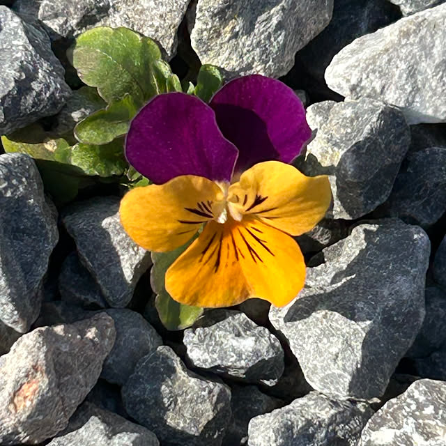 koha_hahahaさんの実例写真