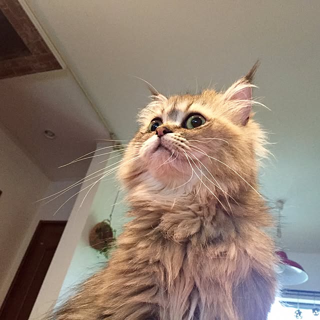 butachanさんの実例写真