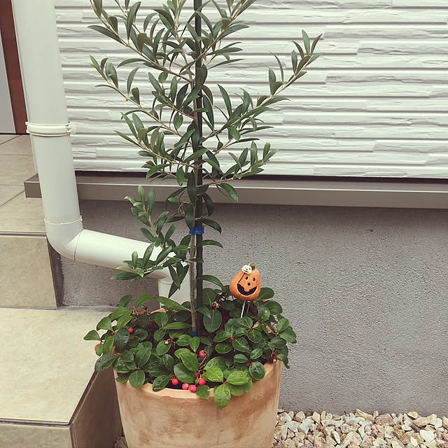 Mikiさんの実例写真