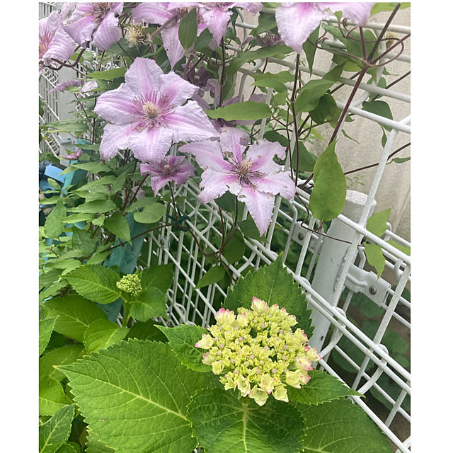 CoCo0617さんの部屋
