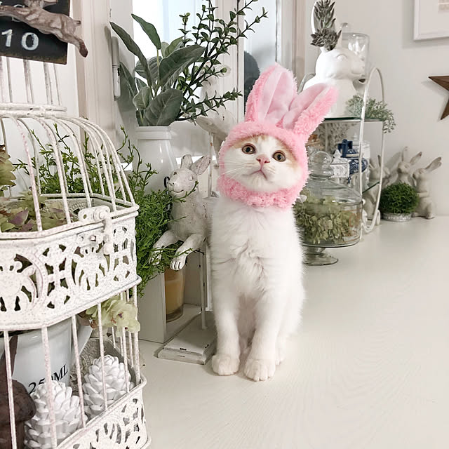 yuchiさんの実例写真
