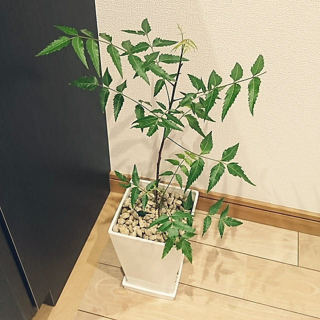 sayaさんの実例写真