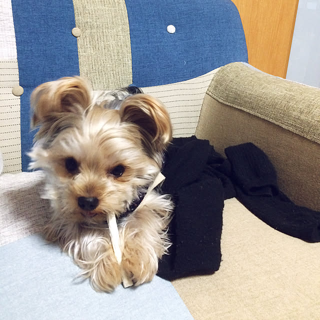 marcheさんの実例写真