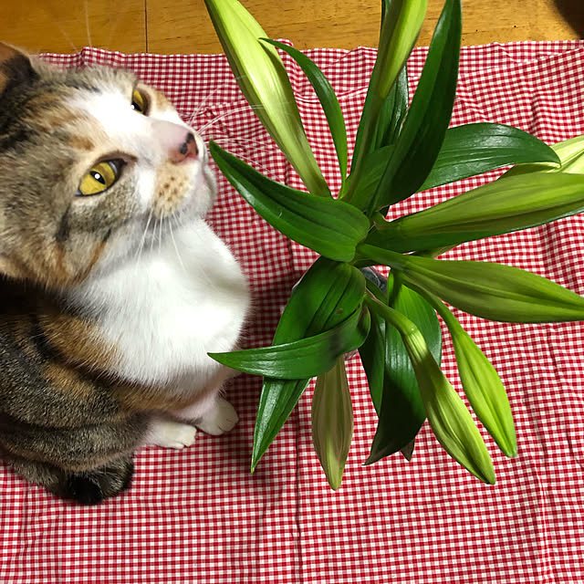 vivienne.coco-keiさんの実例写真