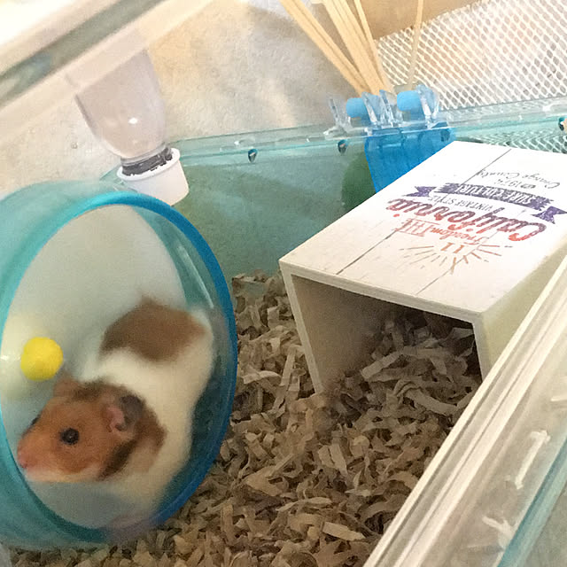 ohanaさんの実例写真