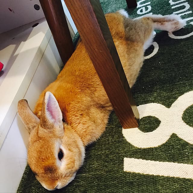 Yasuyukiさんの実例写真