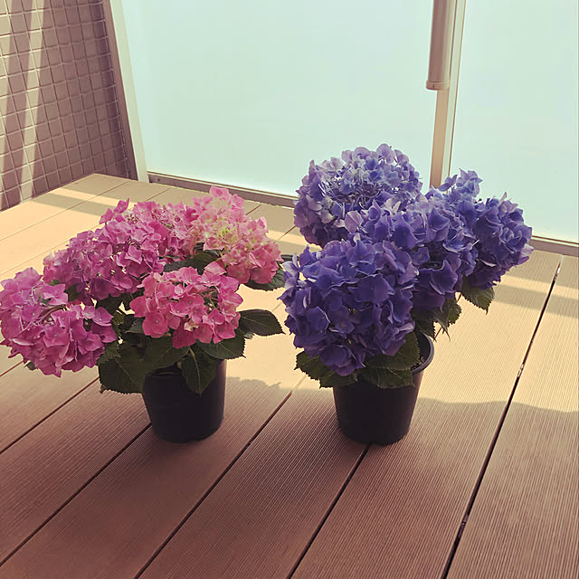 Noricoさんの実例写真