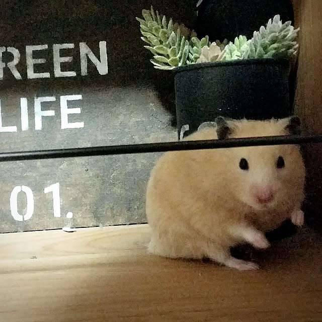 yuriyanaさんの実例写真