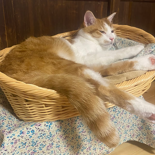 senbei.sakuramochiさんの実例写真