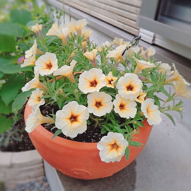 aikkoさんの実例写真