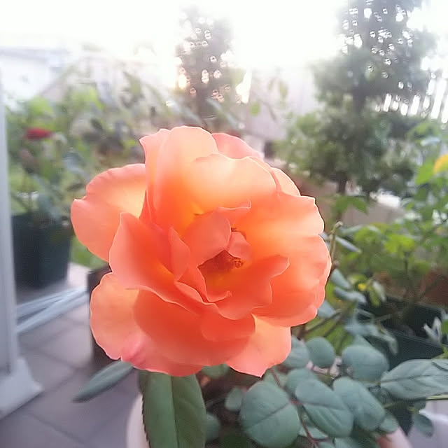 hiromimiさんの実例写真
