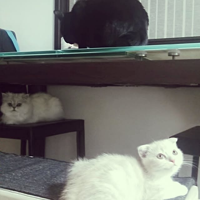 jonimofuさんの実例写真