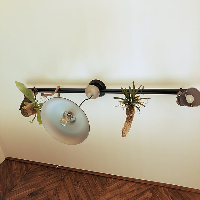 観葉植物/壁/天井のインテリア実例 - 2022-02-09 16:58:32