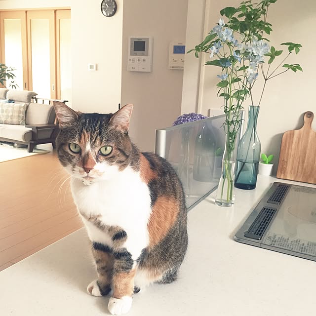 miyo419さんの実例写真