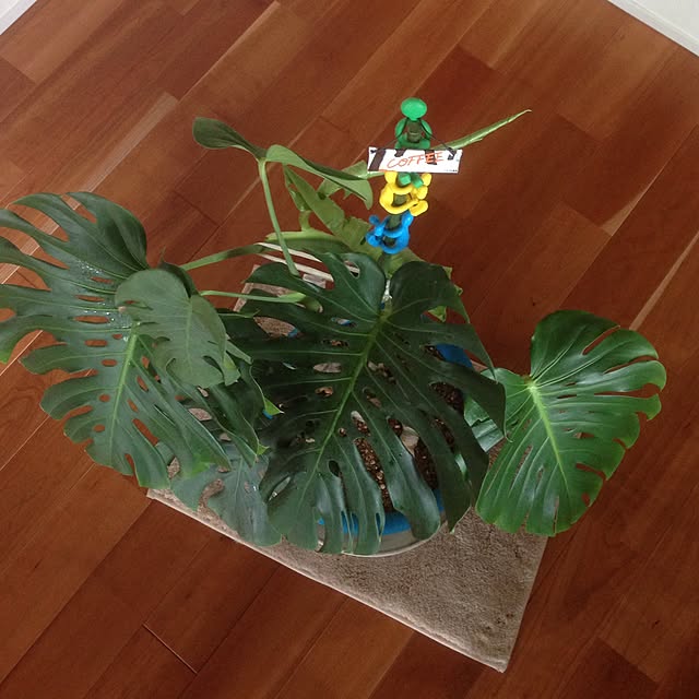 kazuさんの実例写真