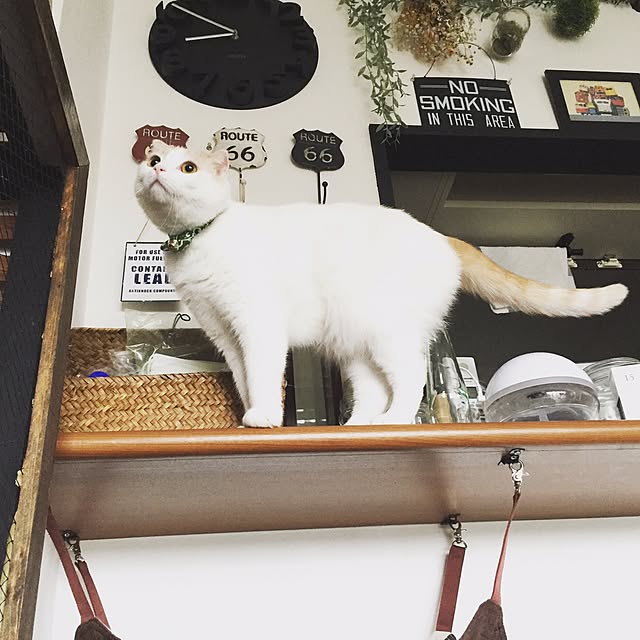 onojiijiさんの実例写真
