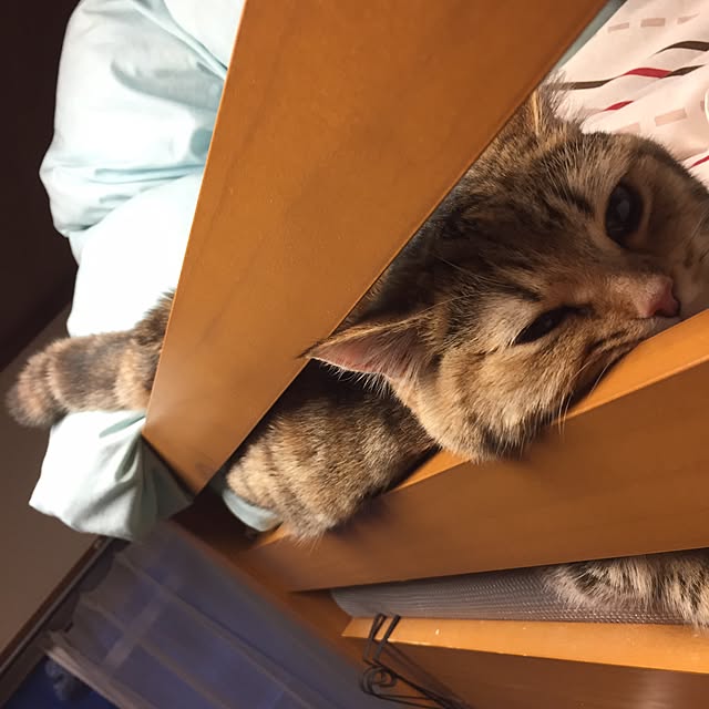 keibooさんの実例写真