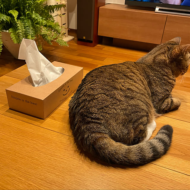 maruさんの実例写真