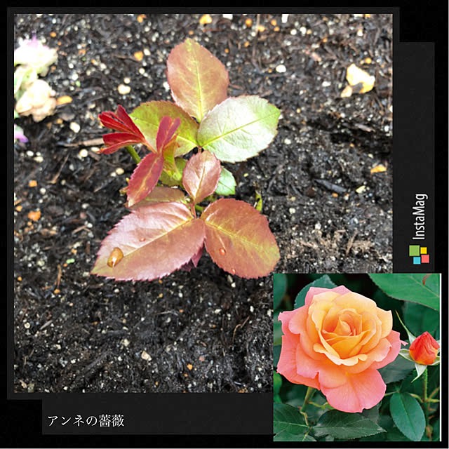 sukkorobiさんの実例写真