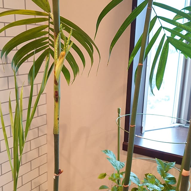 cocosorasakuさんの部屋