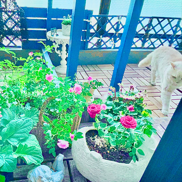 naokoさんの部屋