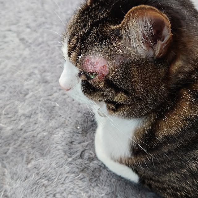 noguriさんの部屋