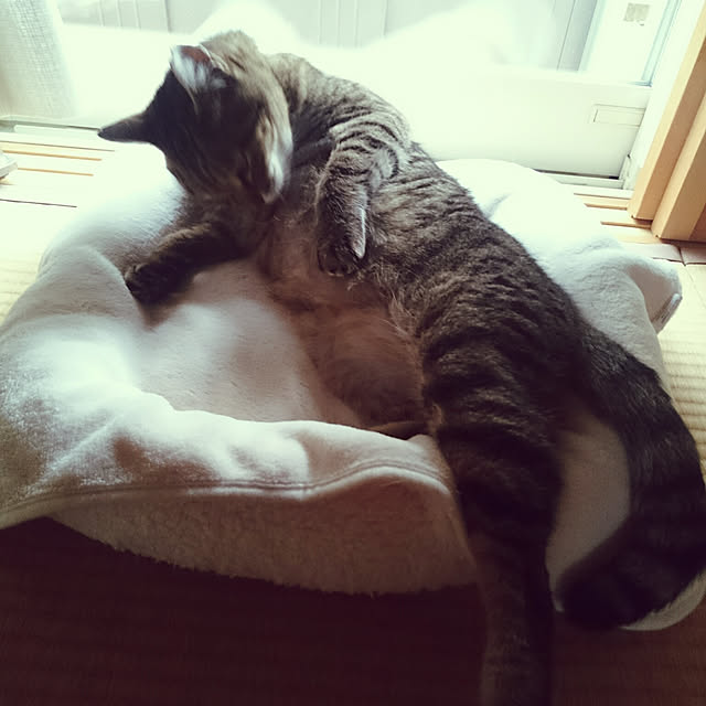lilyさんの実例写真