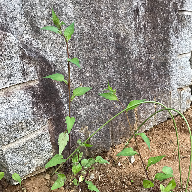 sakurasakuさんの実例写真