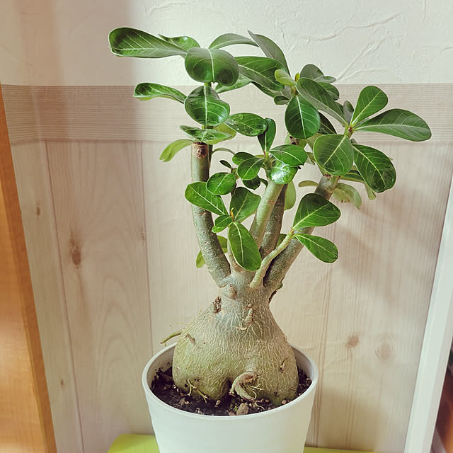 玄関/入り口/観葉植物のインテリア実例 - 2021-10-21 14:31:06