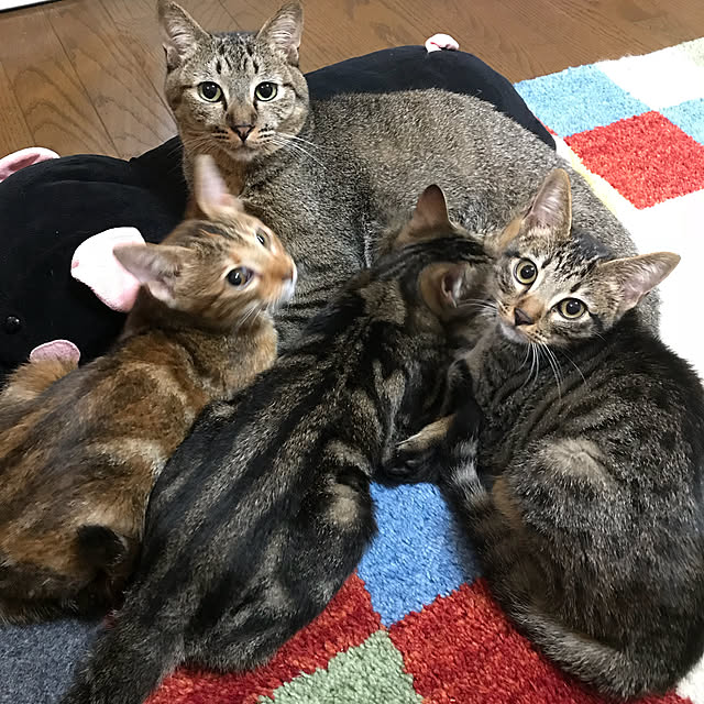 pepeさんの実例写真