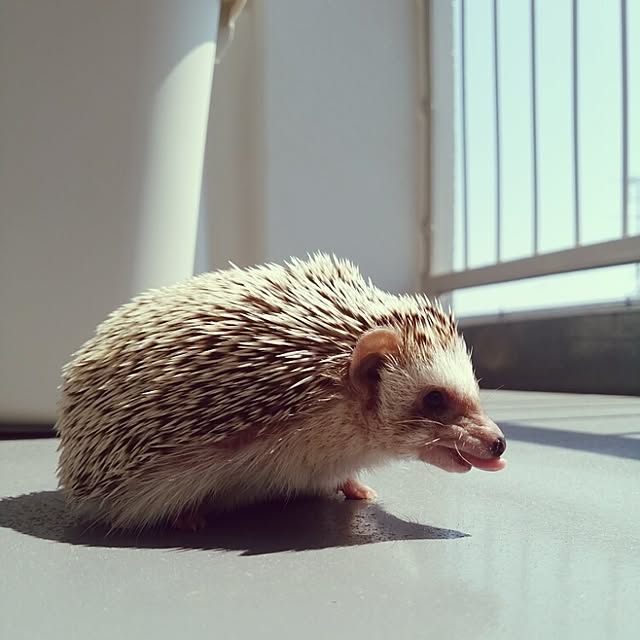 kuruさんの実例写真