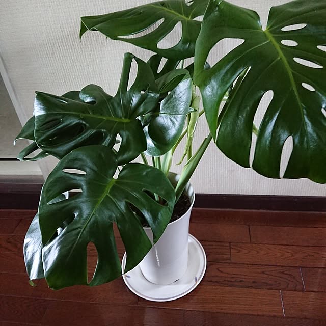 hopkeiさんの実例写真