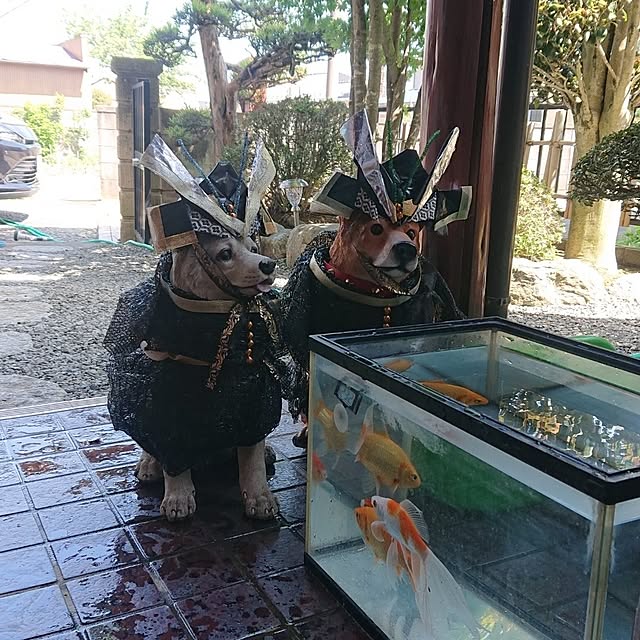 実例写真