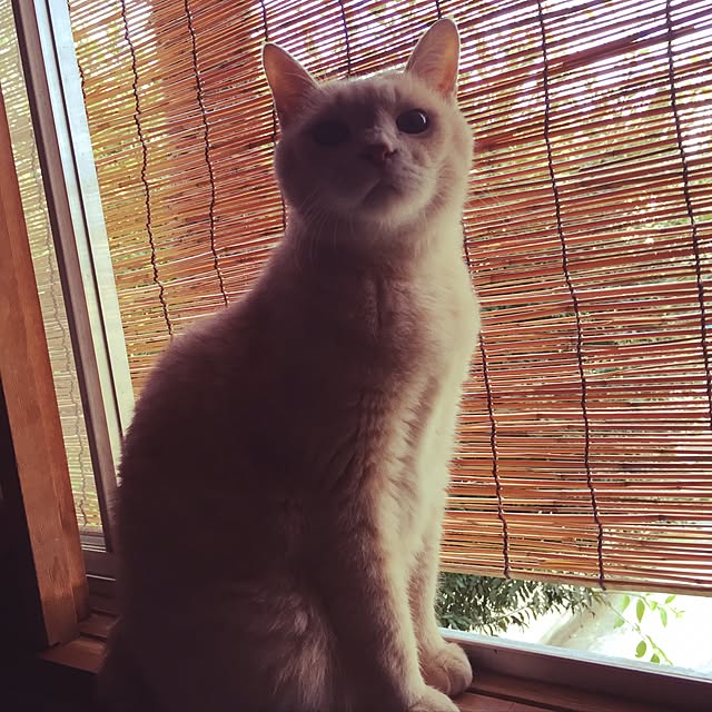 SyuRiderさんの実例写真